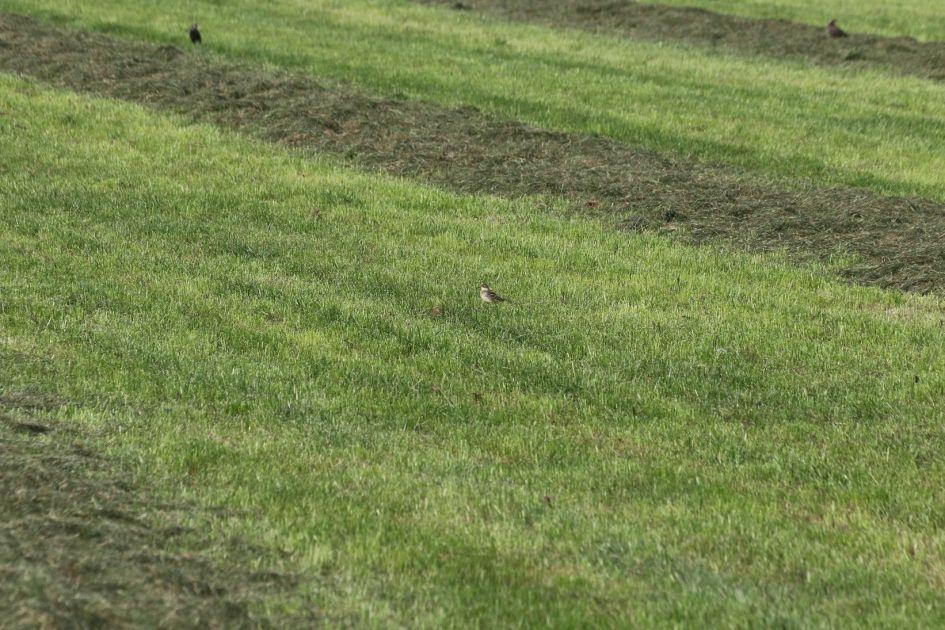 Werlke vogel is dit?